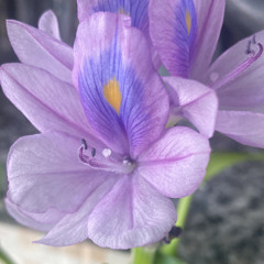 Noticias de Hoje.mp3