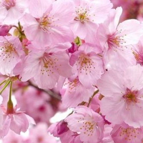 Sakura - Cherry Blossoms