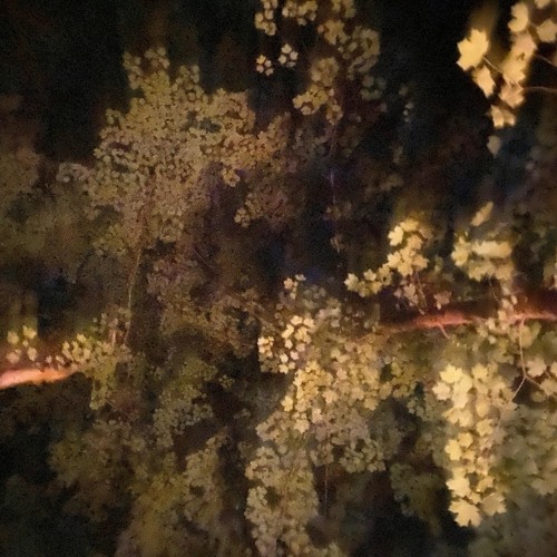 Lucy - demo
