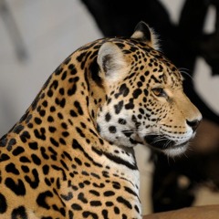 Gruñido Jaguar
