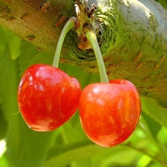 Pickings