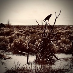 Green River - Creedence Clearwater Revival