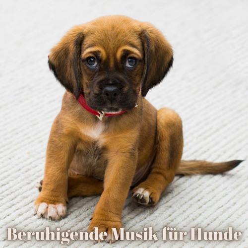 Stream Mein Hund, Mein Bester Freund by Hundeflüsterer | Listen online for  free on SoundCloud
