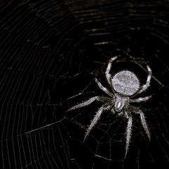 SPYDER_WEB (Minimalistic Trap 2)