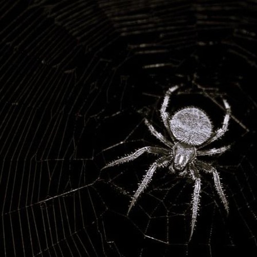 SPYDER_WEB (Minimalistic Trap 2)