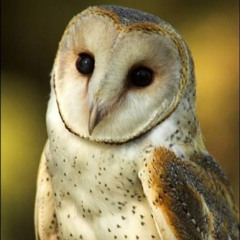 Fool For You - final_.mp3