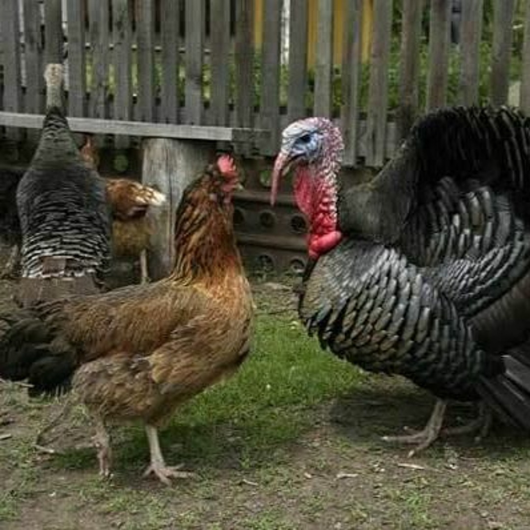 Stream Qué sabemos sobre el consumo de chompipes y gallinas en El ...