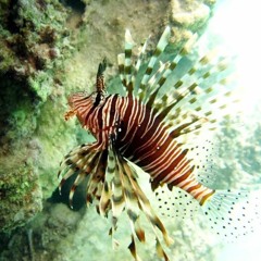 Afobabeatz good background music 🔌FREE DOWNLOAD