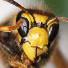 Who's afraid of wasps?
