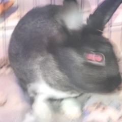 silly rabbit w/ xul prod jsavant