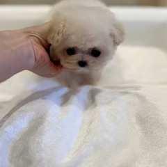 Micro Teacup Poodle Puppies for Sale Nevada | TIARA PETS Luxury Breeder