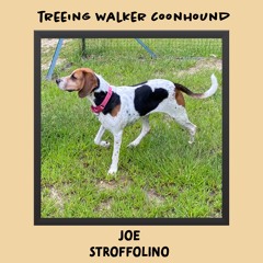 Treeing Walker Coonhound