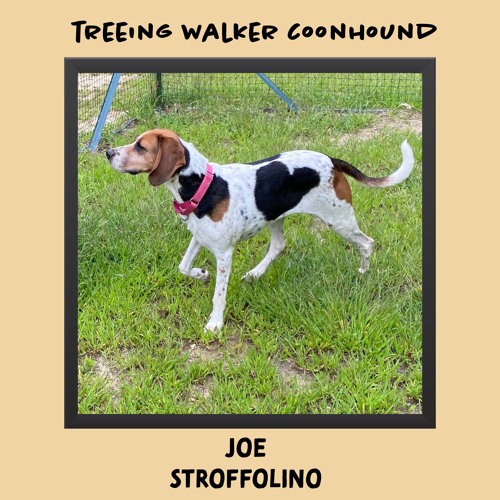 Treeing Walker Coonhound