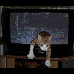 Antidoto Virtual #001 Cachirula