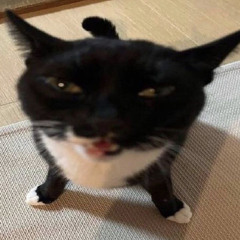 dvnce