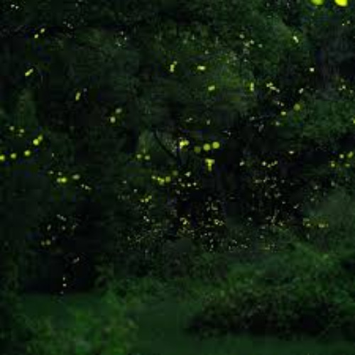 Sketch III. Fireflies (presto)