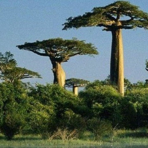 Afrobeat