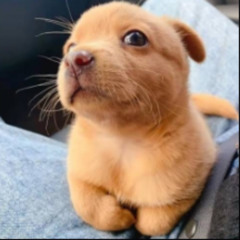 candyboii - Margiela