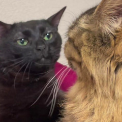 monday mournings w/ nikoho