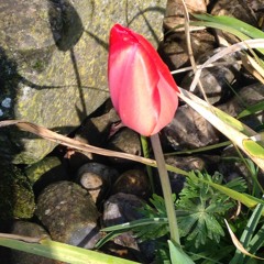 o rubor sanguinis - the flower's blood