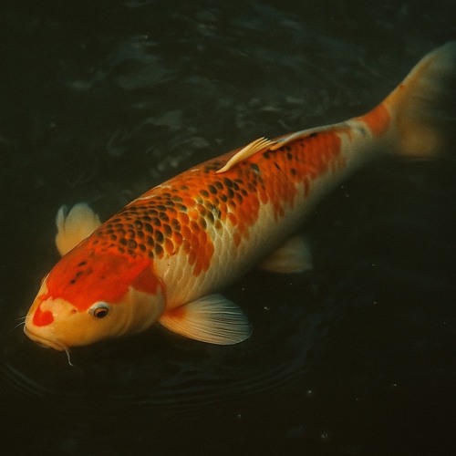 Mini Dark Psy Mix from the Brain of Fish