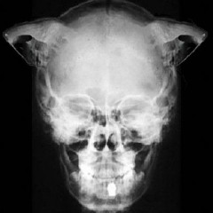 ΣΙΝΙΤΣΙ - ΔΙΚΛΩΝΙΟ (RAW, 2016)