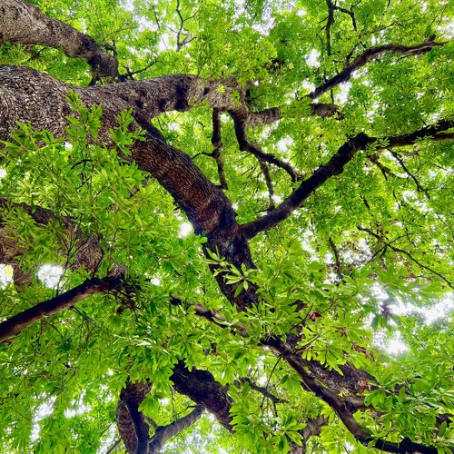 ညရဲ႕ လမင္း - ေဆာင္းဦးလွိဳင္