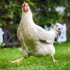 Shower Thoughts: Chicken