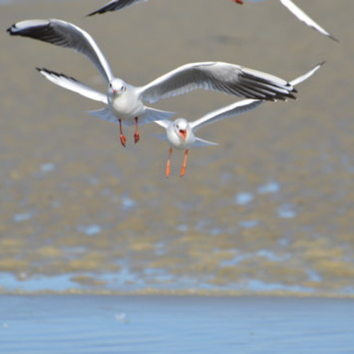 Mouette
