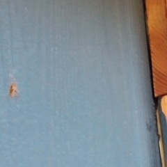 The Feeding flies: The Flies Remains and Hopnut Jester