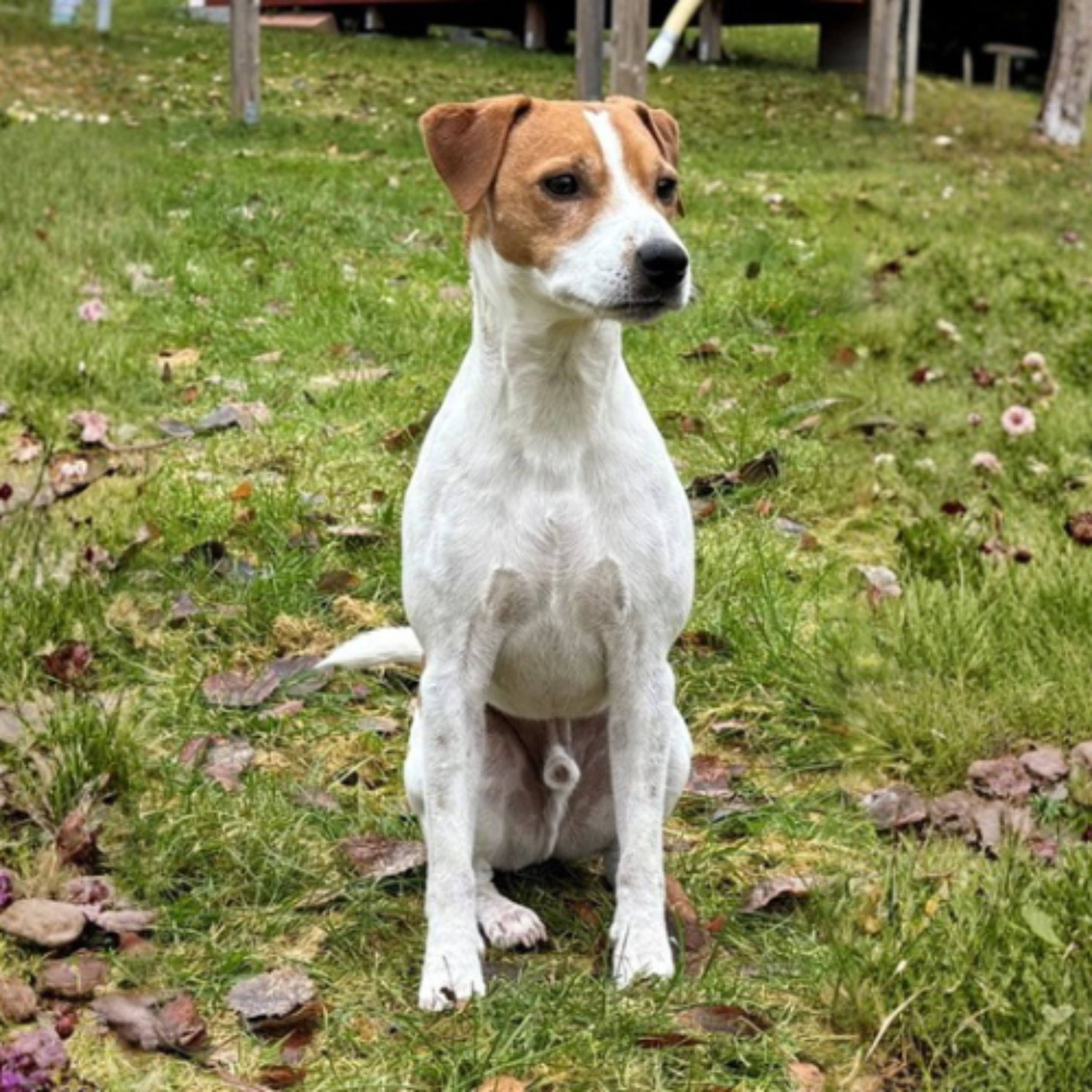 Körbchen gesucht vom 22.04.2026 - OnTour Hund Evel episode artwork
