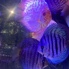 Rudy @ the bar orders lomein