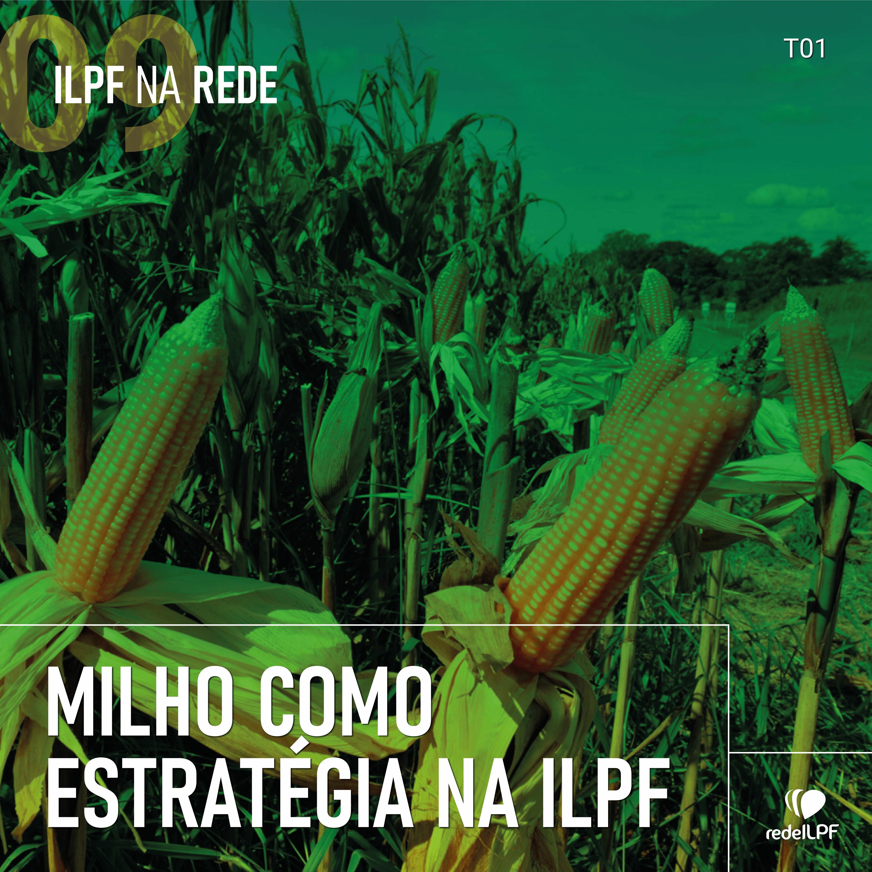 ILPF Na Rede
