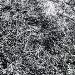 Llythyryn Mud - Meadow (Expoded Remix)