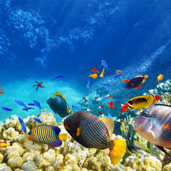 An Aquatic Introduction