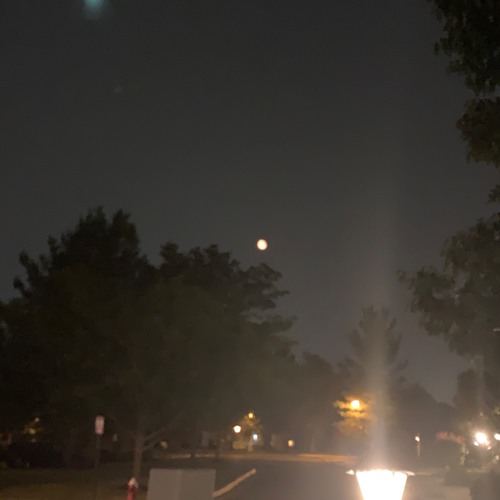 This time last May (Nala Demos)