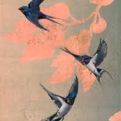 Watching swallows dance..