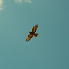 I Wish I Was a Bird