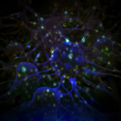 “ Matrix Cellula ” - The great discovery