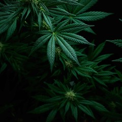 Outlandi$h Orange Juice Free$tyle