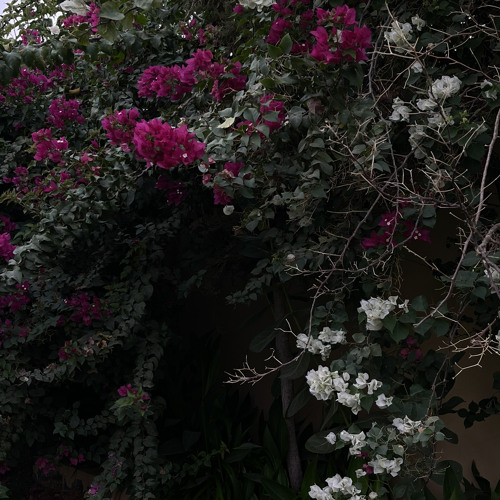 إنت الهوى وإنت الهنا وأغلى البشر 💙.