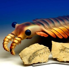 The Anomalocaris feat David Attenborough