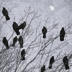 Black Bird (prod.bayer gartner)