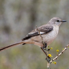Northern Mockingbird imitates car alarms and local bird calls - North Rd, Tivoli, NY
