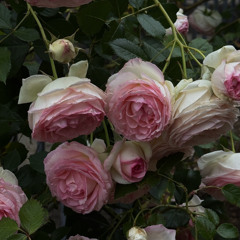 grillyazh м.л.д 2