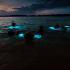 Best Bioluminescent Bay In Jamaica Tours Review