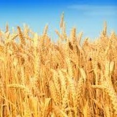 Fields Of Gold - Sting (cover by Grant Foreman)