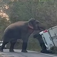 Rage Against The Elephant