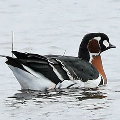 2024 - 02 - 11 Red - Breasted Goose Pennington Edited 1221