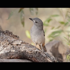 2024.08.10 Grey Shrike-thrush with Chestnut-crowned Babblers. Morning. Winter's End.